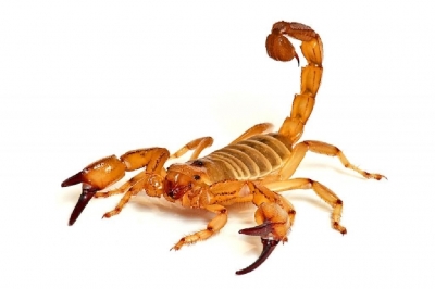 Atenção: como evitar acidentes com escorpião?