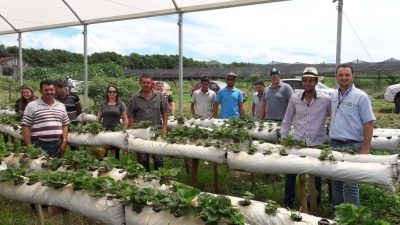 VI Encontro De Produtores De Morango Semi-Hidropônico De Marialva